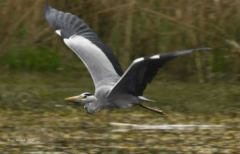 Airone cenerino - Ardea cinerea